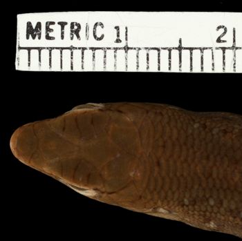 Media type: image;   Herpetology R-99606 Aspect: head dorsal